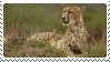 cheetah stamp